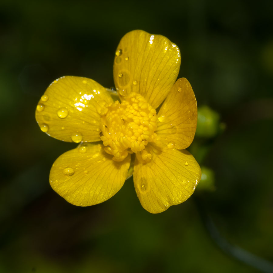 Ranunculus autunnale